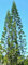 6 Graines d'Araucaria Columnaris, Pin Cook, Arbre Conifère