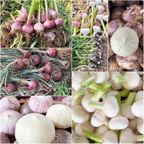 semillas de ajo de jardín orgánicas ajo invierno sombra elefante especias cocina 400pcs