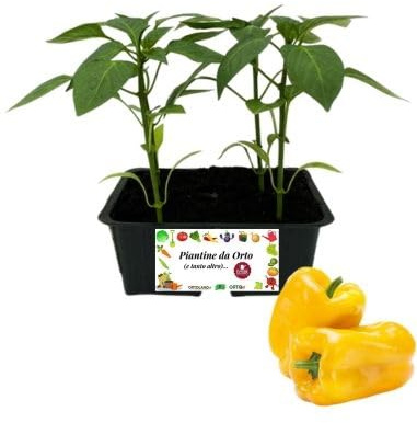 P. Piantine da Orto | Peperone Giallo, Kit da 4 piantine, Pianta Pronta per il Trapianto, Pianta Vera da Orto, da Balcone, e da Esterno, Vivaio Italiano