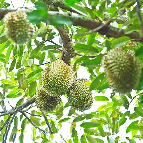 Semi di durian - per gli amanti del giardino comprare da frutto raro per luoghi soleggiati da frutto colonnari nani, resistenti colonnare esotico frutteto 20pcs