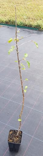 Malus domestica 'MM106' (Marcotte) / Pommier/Godet Anti-Chignon/Fruitier