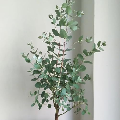 comprar semillas de eucalipto jardín, arbustos resistente eucalipto mini jardín, real primavera, ornamental resistente 25pcs