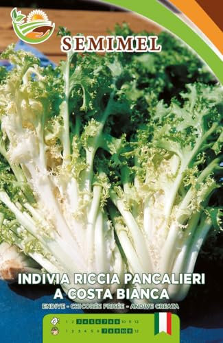 Indivia Riccia Pancalieri a Costa Bianca - Semi di Indivia con Foglie Finemente Frastagliate e Costa Bianca, Ciclo Vegetativo Medio-Tardivo 2 confezioni