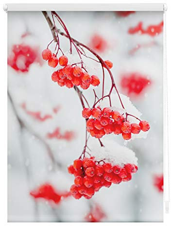 Lichtblick Klemmfix Tageslicht-Rollo mit Motiv, ohne Bohren, Blickdicht, Seitenzugrollo, Made in Germany, Vogelbeeren - Rot Weiß 100 x 150 cm (B x L)