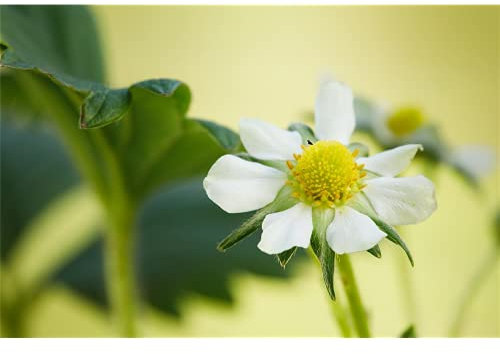 Erdbeeren, Fragaria x ananassa 'Elan', mehrjährig - Pflanze im Topf 11 cm, in Gärtnerqualität von Blumen Eber - 11cm