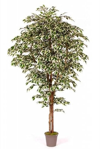 artplants.de Decorative Ficus Benjamina Linette, green-white, 175cm