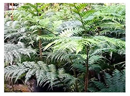 Pcs - 10x Cnemidaria Mutica Var. Mutica Fougère Arborescente Plantes - Graines B1992 - Seeds & Plants Shop by Ipsa