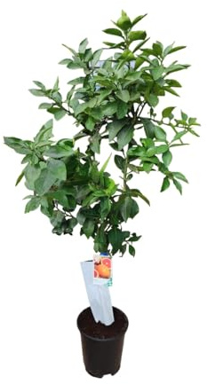 AzJardin- Árbol de Pomelo. Altura aprox. 1.70m. Maceta 25cm. 3 años de antigüedad. Planta viva.