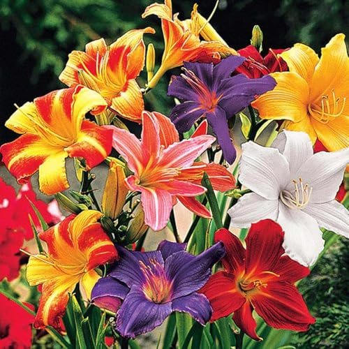 Taglilien,stück,taglilien winterhart mehrjährig,taglilien rhizome,Hemerocallis,Mysteriöse magische Glühbirne.-5stück-B