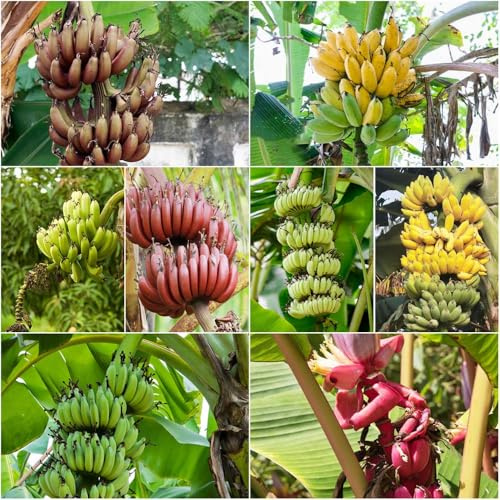 banana resistente - semi da giardino per esterno verde esotico per giardino semi di banana interni 50pcs