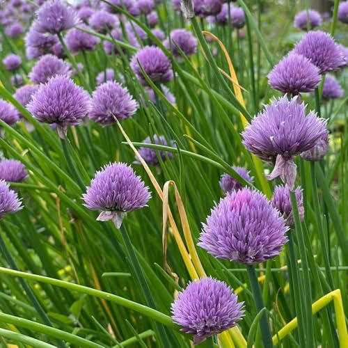 semi di cipollina resistente - aromatiche balcone biologiche copertura del terreno giardino 500pcs