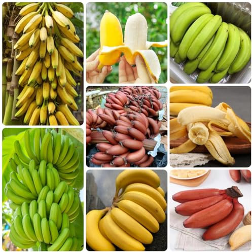 bananenpflanze bananenbaum samen - bananen samen - sapote frucht, winterharte kübelpflanzen winterharte bananensamen topfpflanzen draußen winterhart bonsai baum, balkonpflanzen 10pcs