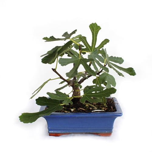 KENTIS - Bonsai Feigenbaum - Ficus Carica Bonsai - Bonsai Baum Echt - Echte Außenpflanzen - Hoch 20-25 cm Keramiktopf Ø 18 cm