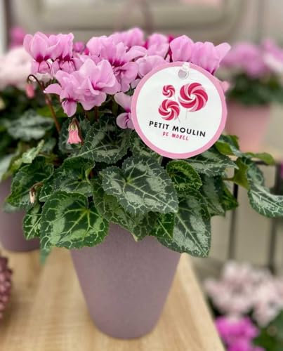 1 PIANTA DI CICLAMINO PETIT MOULIN IN VASO 12CM