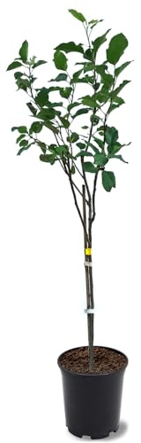 Generic Anna Apple Tree, Low Chill, Deciduous, Fruit Bearing, Medium to Large Fruit, 1 gal, Nursery Pot (Due to Agricultural Laws, we Cannot Ship to CA, AZ, AK, or HI), Green