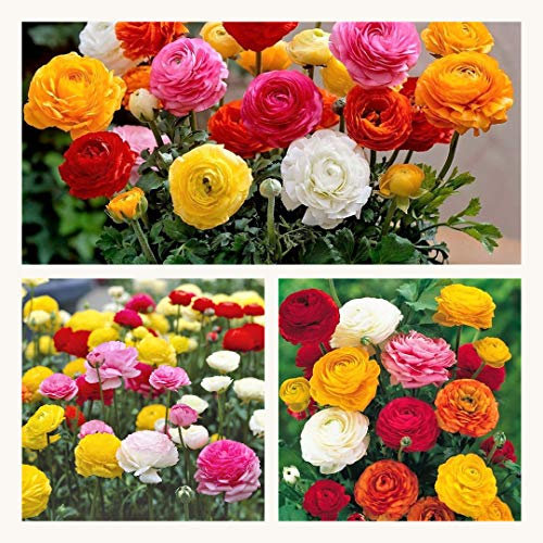 Ranunculus Mixed Flower Corms/Bulbs. Hardy Colourful Flowers. Size 6/7. (30)