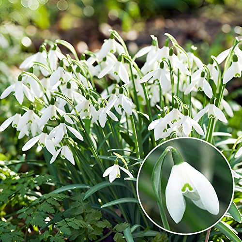 Perce-neige Galanthus Woronowii/Nivalis bulbes (50 pièces), vivaces résistants à l'hiver, plantes de Hollande pour jardin et pot (gros bulbes, pas de graines et non artificielles)