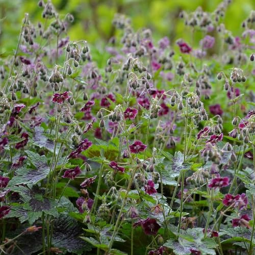 Semillas de Geraniol, semillas de Geranio wilfordii, invernaderos de balcón semillas de Decoración de jardín 250pcs