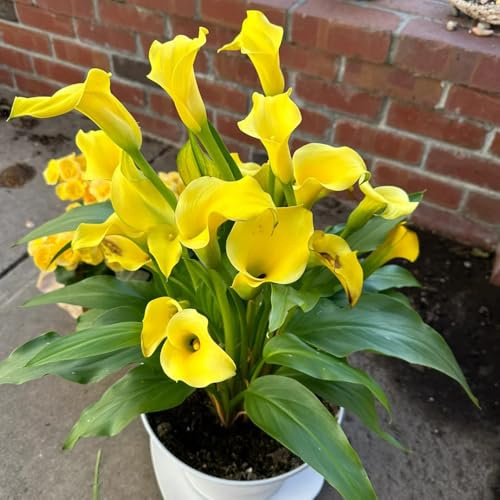 Bulbi di calla, acquistarere bulbi da Zantedeschia aethiopica, sono resistenti rare resistenti all'esterno 7pcs