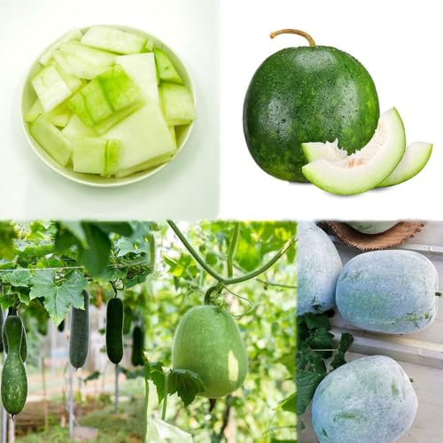 semillas de calabaza de cera resistentes semillas calabaza cera jardín melón invierno Balcón con cama elevada 100pcs