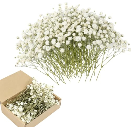 VINEST Brudslöja konstgjorda torkade blommor för pyssel: 100 stycken brudslöja torkade naturliga torkade blommor mini torkade blommor dekoration torra blommor för gör-det-själv fotoram (grön stjälk)