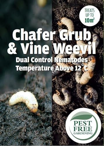 Pest Free Gardening Vine Weevil & Chafer Grub DUAL Control Nematodes Natural Organic Weevil Killer | 12+ degrees | (50sqm)