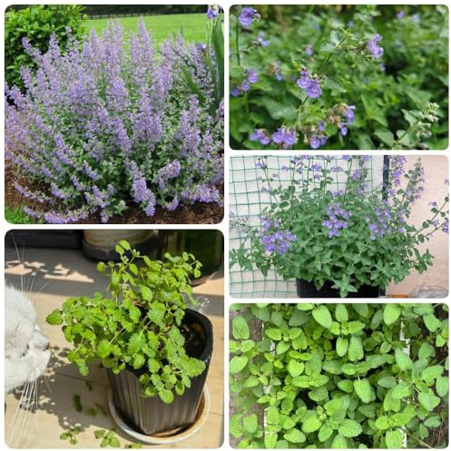 Semi di gatta, Semi di menta, Nepeta cataria, balcone giardino resistenti per il giardino balcone con letto 800pcs