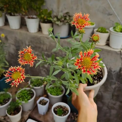 kokardenblume, zierblumen blumendeko winterharte garten gartenblumen, kräuterpflanzen steingartenpflanzen winterhart seltene wohnzimmer deko topfpflanzen 800samen