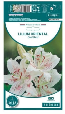 Verdecora Bulbo Azucena 'Gold Band' - 1 unidad - Elegancia Dorada para Jardines y Espacios Interiores - Bulbo de primavera