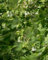 100 semillas frescas de plantas hosta mixtas