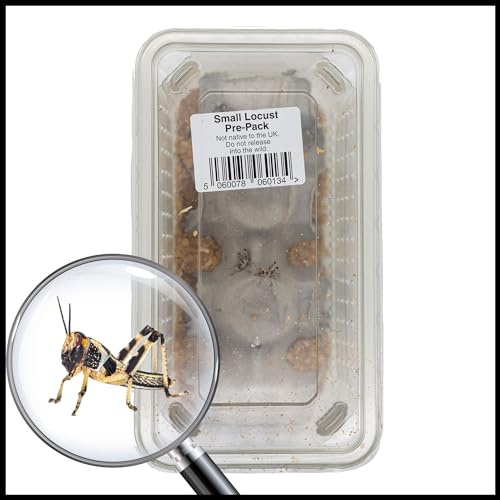 Livefoods4u Small Locust Live Food (10-12mm) Tub of 20 - Perfect for Reptiles and Lizards - Sustainably bred