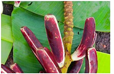 Pcs - 10x Musa (Bananier) Campestris Var. Campestris Sumpfbanane Jardin Plantes - Graines ID503 - Seeds & Plants Shop by Ipsa