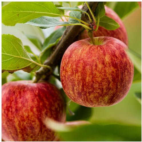Dwarf Gala Apple Tree, Self-Fertile, Sweet Flavour, Good for Juice 3fatpigs®
