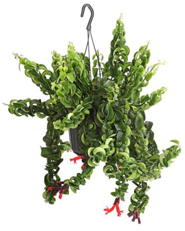 Dehner Schamblume Rasta, Aeschynanthus lobbianus, Ampelpflanze, gekräuselte Blätter, ca. 30-40 cm, Ø Topf 14 cm, Zimmerpflanze