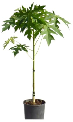 Vivaio Garden Forest, Carica papaya (Papaya/Papaia) – Pianta tropicale da frutto da esterno, Albero sempreverde in vaso, Frutti dolci e profumati ricchi di vitamine