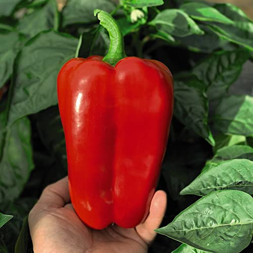 Sweet Pepper 'Red King' F1 Hybrid Capsicum Bell Pepper Half-Hardy Annual Easy to Grow Your Own Outdoor Garden Vegetable Plants 1x Pack (Approx. 8 Seeds) by Thompson and Morgan
