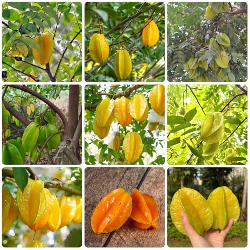 Semillas de carambola - balcón con cama elevada arbol frutal semillas de techo verde fruta columnar semillas de bonsái plantas de jardin árboles frutales columnares plantas de balcón 60pcs