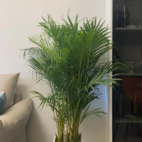 goldfruchtpalme samen - zimmerpflanze, exotische pflanzen samen exotische pflanzen, steingarten pflanzen bonsai, pflanzen samen indoor deko pflanzen, balkongewächshäuser 150pcs