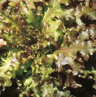 Buy4seeds 4000 Seeds Lettuce Salad Bowl red Easy to Grow Garden Yard Patio