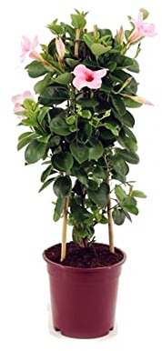 Dipladenia Rosa o Mandevilla Natural Planta Trepadora de Exterior