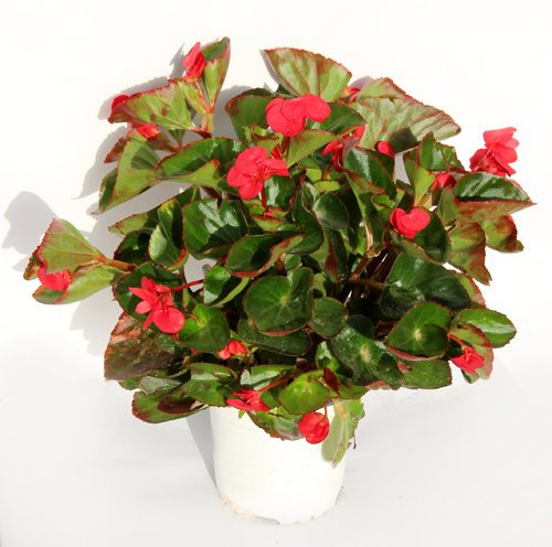 BEGONIA - BEGONIA BENARIENSIS DE COLOR VARIADO. ¡¡¡PLANTA NATURAL¡¡¡ altura: 25 cm aproximado, contenedor: 15 cm. ENVIOS SOLO PENINSULA