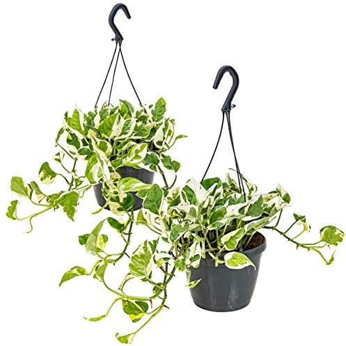Bloomique - 2er-Set - Scindapsus N-Joy - Efeutute - Hängepflanze - Auch geeignet als Kletterpflanze - Zimmerpflanzen - Luftreinigend - Pflegeleicht - 20-30 cm Hoch - Topf 15 cm