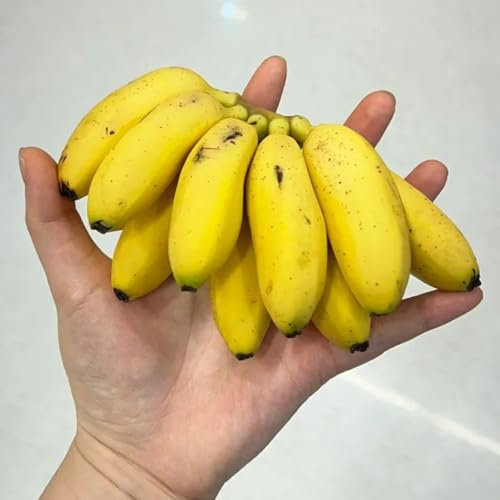 semi di banana di banano semi decorazione da giardino per esterni banane Acquista da frutto biologici balcone esotico e resistente all'inverno per gli amanti del 150pcs