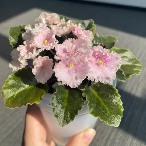 usambaraveilchen pflanze kaufen samen, blumensamen balkon, winterharte kübelpflanzen usambaraveilchen samen, deko blumen, pflanzen winterhart draußen saatgut blumenbeet, balkonpflanzen 75pcs