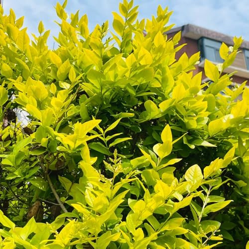 Semillas de seto de aligustre, para lugares soleados Ligustro lucidum, de exterior resistentes comprar semillas de jardín 250pcs