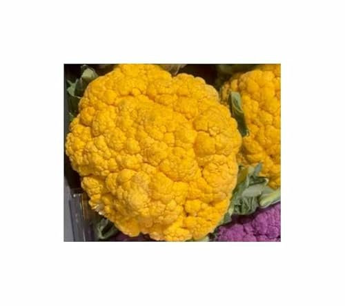 Stk - 30 Korn Blumenkohl Sunset F1 orange Garten Pflanzen - Samen F-S145 - Seeds & Plants Shop by Ipsa