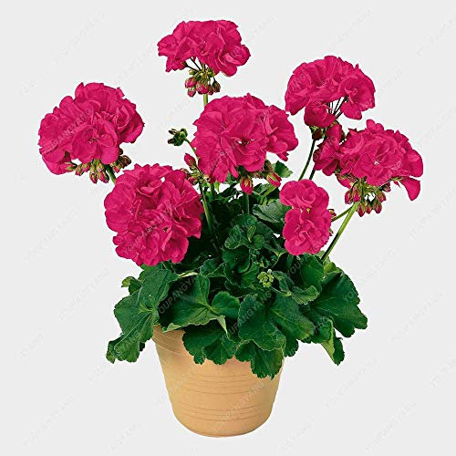 Dark Pink: Svi fresca 100 semi Pz fresco geranio per piantare Dark Pink