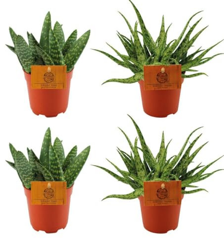 2x Aloe Paradisicum + 2x Aloe Araña - 10cm - Ø10,5cm - Planta de interior - Hojas perennes - Cactus y suculentas