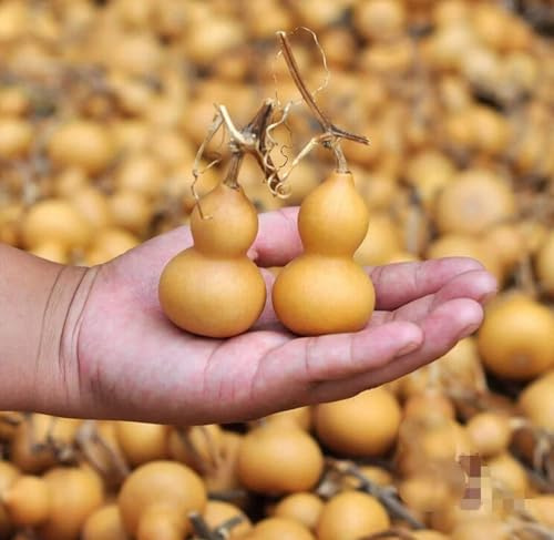 20 Piezas de Calabaza Seca Natural for Botella, Calabazas de 4-6,5 cm, Mini Lindas, Adornos for Manualidades DIY, Ideal for Regalos y Acentos for el hogar