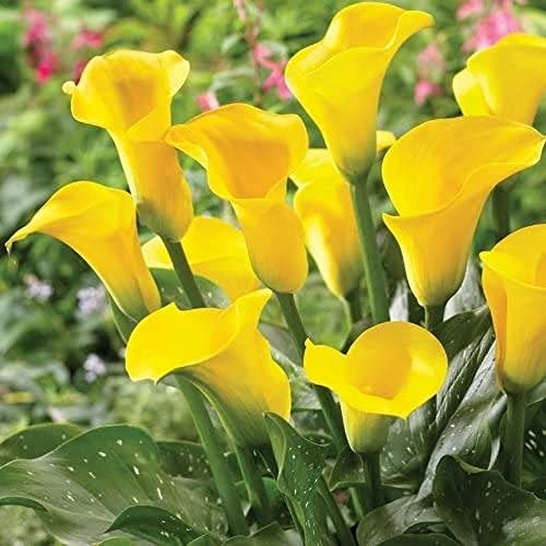 Perenne Amato Giardinieri Entry-Level Varietà Di Crescere In Fretta Di Facile Cura Outdoor Indoor Piantare 6PCS Calla Lily Bulbi